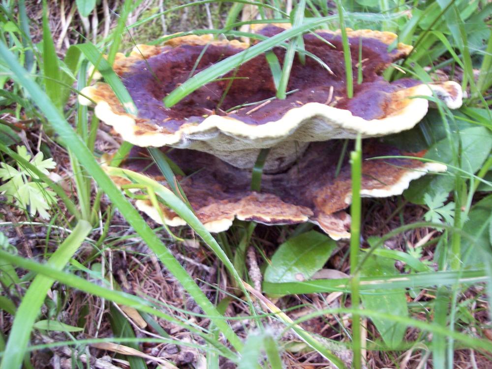 Finalmente funghi in valle (aosta)